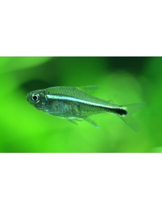 HEMIGRAMMUS RODWAYI / ARMSTRONGI - 2101128