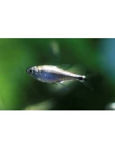 HEMIGRAMMUS RODWAYI / ARMSTRONGI - 2101128 2