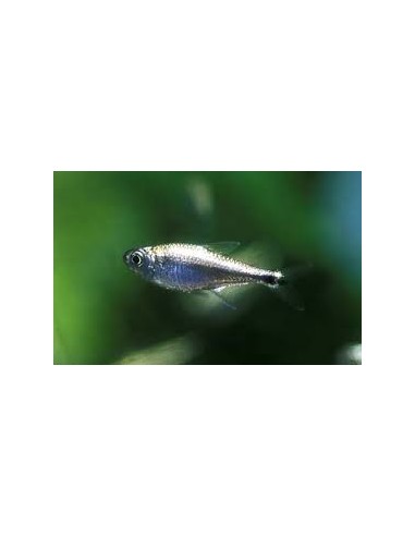 HEMIGRAMMUS RODWAYI / ARMSTRONGI - 2101128