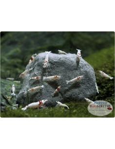 Pulver, 150 g Glasflasche - 2103839 2