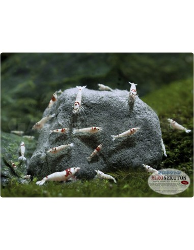 Pulver, 150 g Glasflasche - 2103839