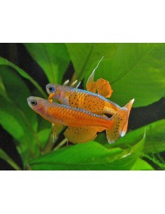 Pseudomugil Paskai - 2104036