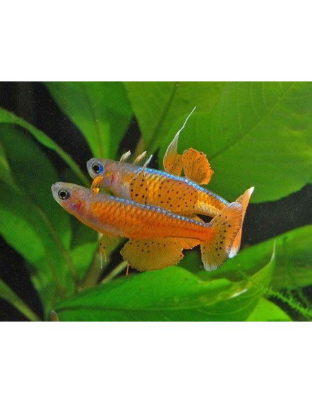 Pseudomugil Paskai - 2104036