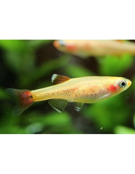 Tanichtys albonubes - Falso Neon Dourado - 2104083