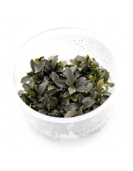 Bucephalandra Red mini in vitro cup - 2104381