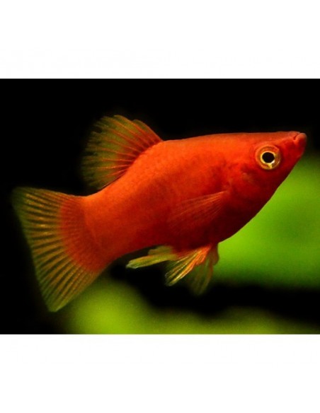 Platy Sortido - 2102376