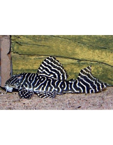 L333 Hypancistrus sp. cb - 2104473