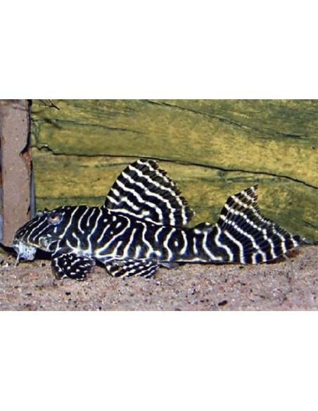 L333 Hypancistrus sp. cb - 2104473