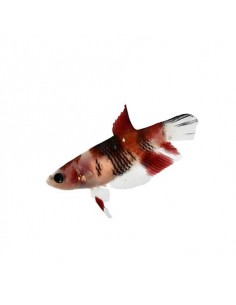 Betta femea KOI 2