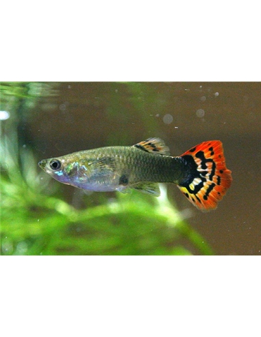 Guppy Femea Sortido - POECILIA RETICULATUS - 2101874