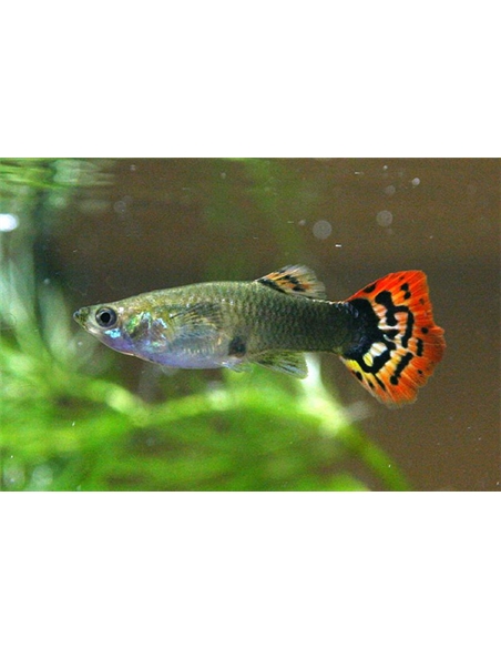 Guppy Femea Sortido - POECILIA RETICULATUS - 2101874