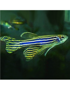 Danio Zebra de Véu - Brachydanio Rerio long fin - 2102494
