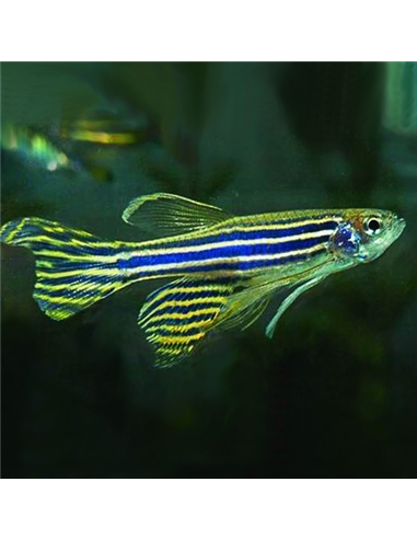 Danio Zebra de Véu - Brachydanio Rerio long fin - 2102494