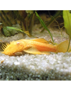 Ancistrus Albino - 2103190