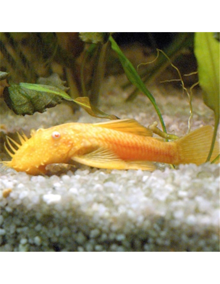Ancistrus Albino - 2103190