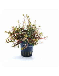 Rotala Vietnam Hra - 2104497