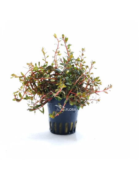 Rotala Vietnam Hra - 2104497