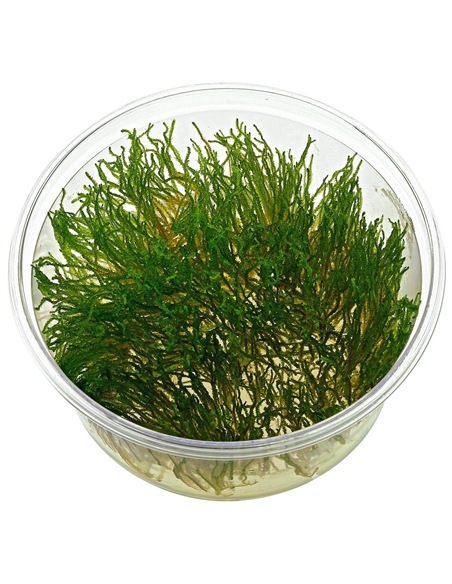 Taxiphyllum sp. Flame Moss - 2102186