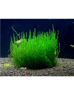 Taxiphyllum sp. Flame Moss - 2102186 2