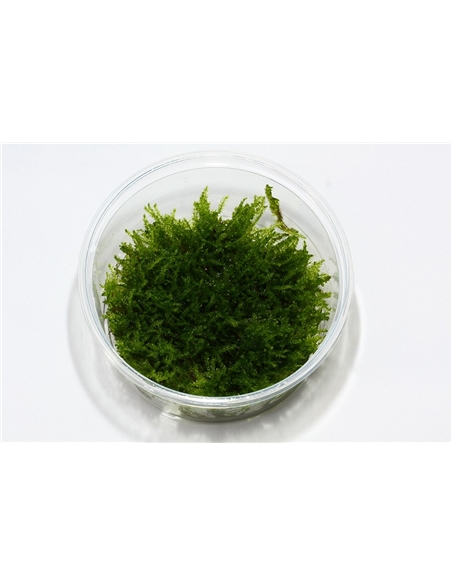 Vesicularia montagnei Christmas In Vitro Cup - 2101511