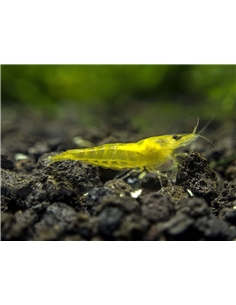Neocaridina Yellow - 2103448