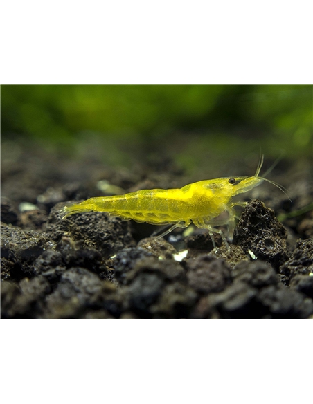 Neocaridina Yellow - 2103448 Neocaridina Yellow - 2103448
