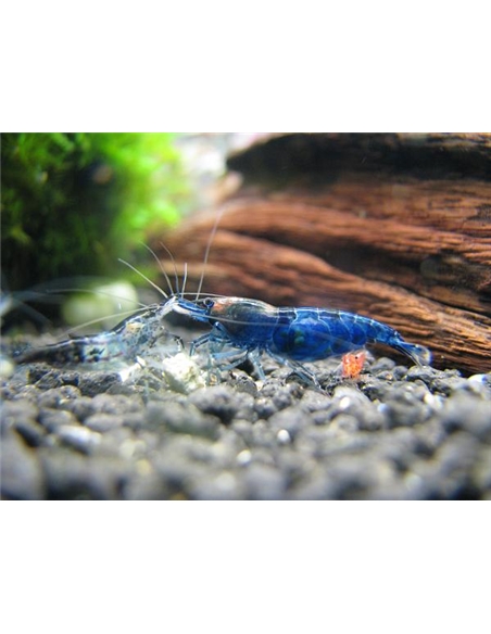 Neocaridina Blue Dream - 2102643