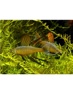 Iriatherinas werneri - 2100803