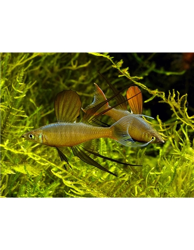 Iriatherinas werneri - 2100803