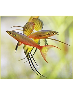 Iriatherinas werneri - 2100803 2