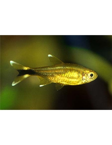 Tetra Cobre - Hasemania Nana - 2103110