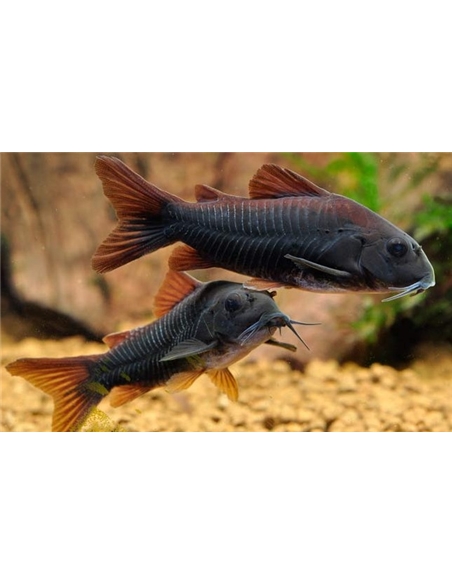 Corydora Black Venezuela - 2102305