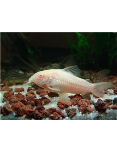 Corydora Albina - 2100610
