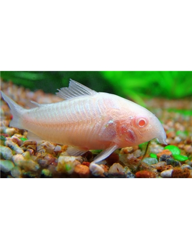 Corydora Albina - 2100610