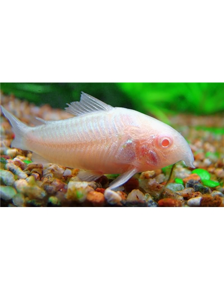 Corydora Albina - 2100610
