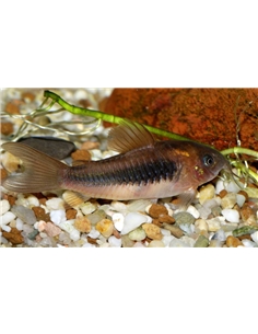 Corydora Bronze - 2100611