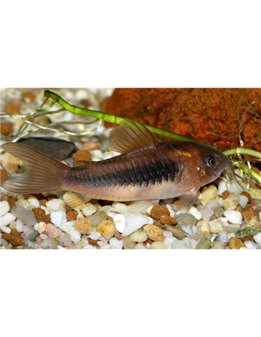 Corydora Bronze - 2100611