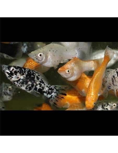 Molly Sortida - 2102269