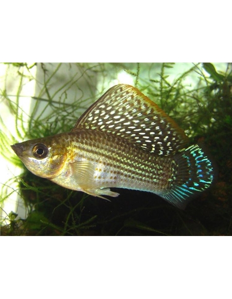 Molly Sortida - 2102269