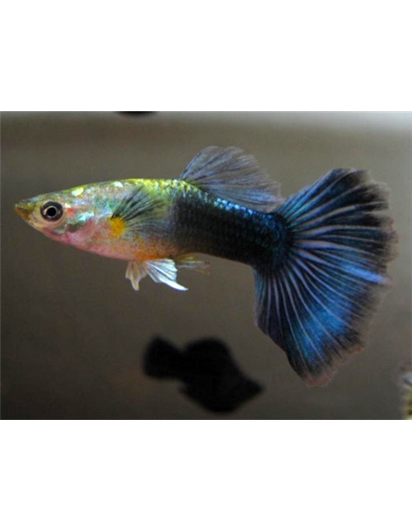 Guppy Macho Sortido - POECILIA RETICULATUS - 2100620
