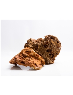 Rocha Mapple Leaf - 2103406