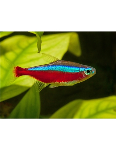 Tetra Cardinal - PARACHEIRODON AXELRODI - 2100617