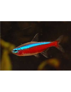 Tetra Cardinal - PARACHEIRODON AXELRODI - 2100617 2
