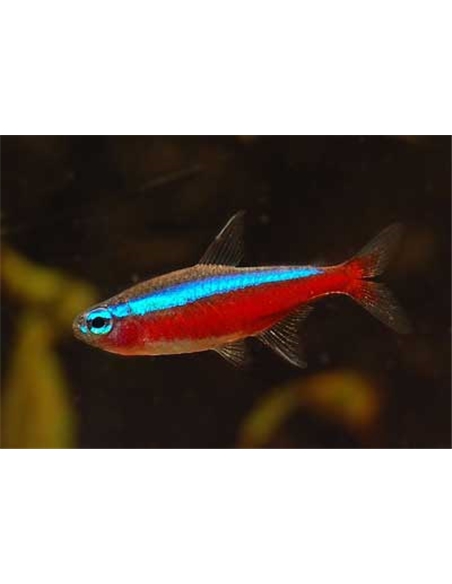 Tetra Cardinal - PARACHEIRODON AXELRODI - 2100617