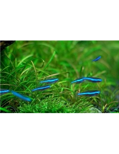 Tetra Neon Verde - Paracheirodon Simulans - 2100946