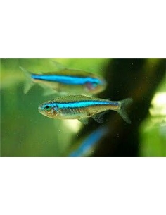 Tetra Neon Verde - Paracheirodon Simulans - 2100946 2