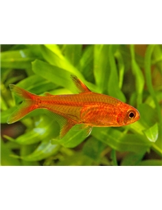 Hyphessobrycon amandae - Tetra Ember - 2101137