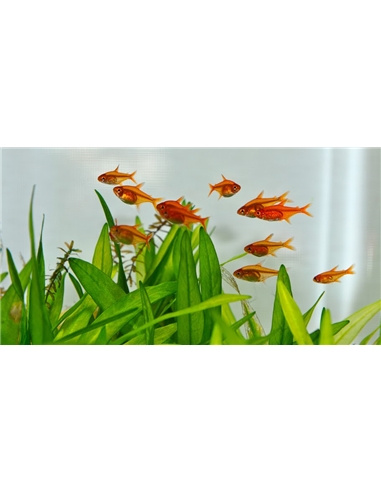 Hyphessobrycon amandae - Tetra Ember - 2101137