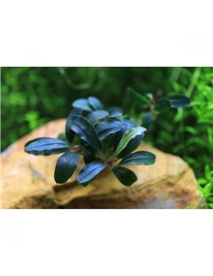 Bucephalandra Deep Purple - 2103368
