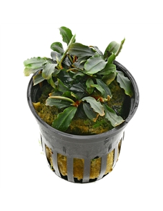 Bucephalandra Deep Purple - 2103368 2